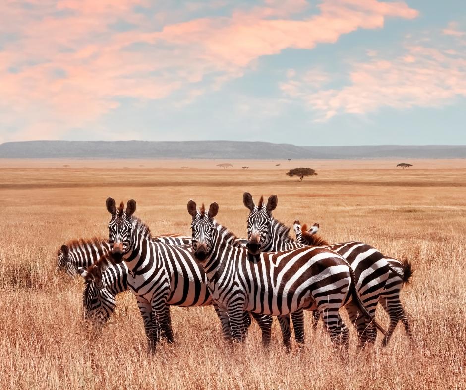 Perché alle zebre non viene l’ulcera?